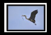 heron_ (41).jpg